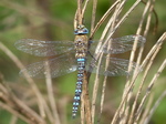 FZ020402 Migrant hawker (Aeshna mixta).jpg